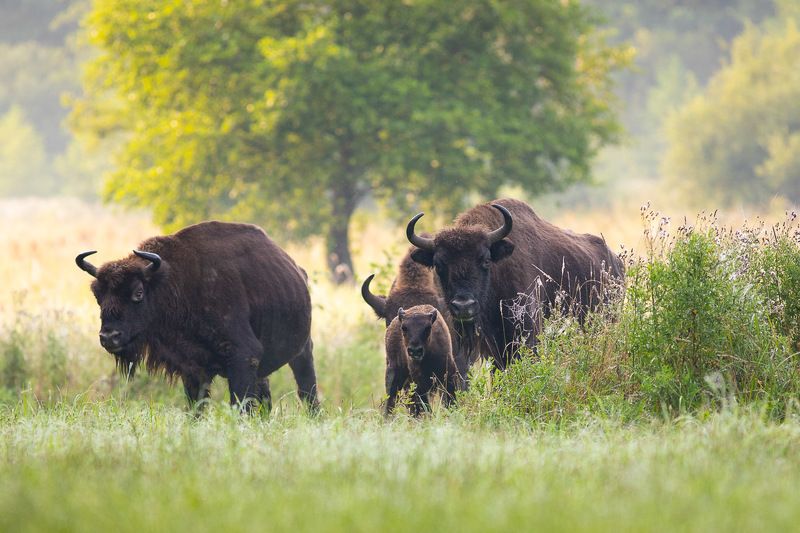 ssaki,dzika przyroda,las,polana,natura Żubry photo preview