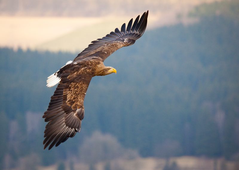 Sea Eaglephoto preview