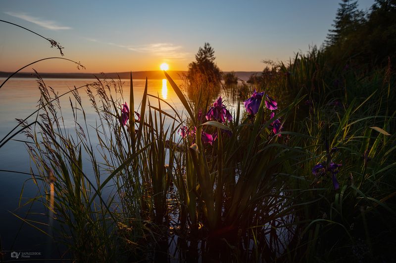 Закат, пейзаж, вода, ирисы Дикие ирисы в закатеphoto preview