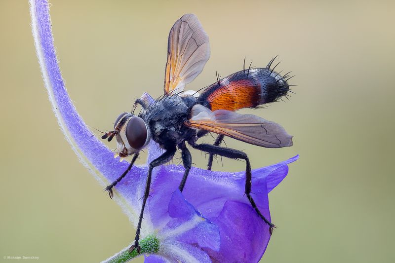 Cylindromyiaphoto preview