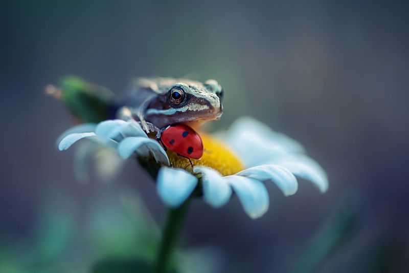 Друзья фото превью