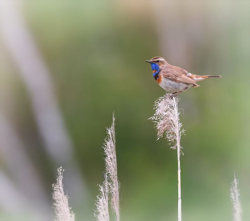 птица, варакушка, варакушка (самец)photo preview