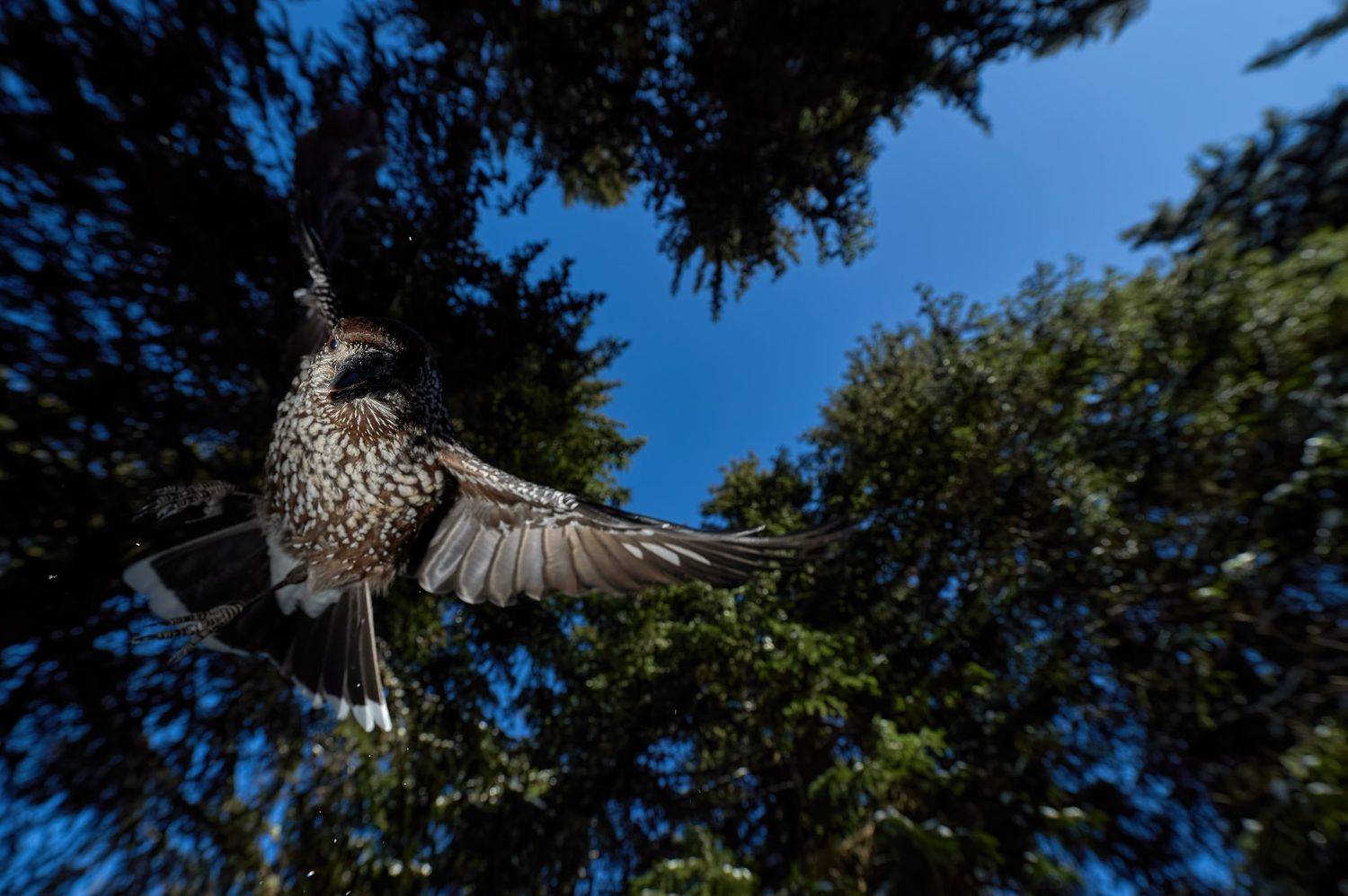 nature, wildlife, birds, Калин Ботев