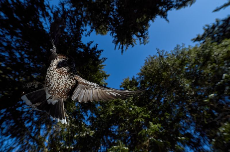 nature, wildlife, birds ***photo preview