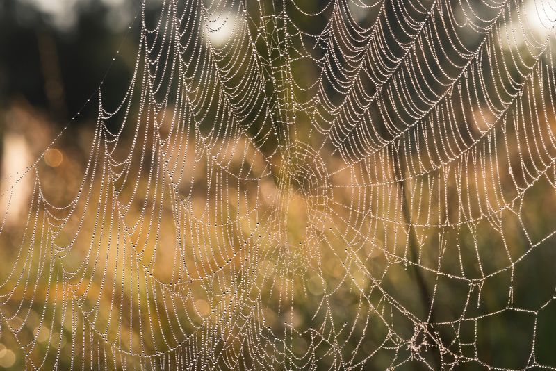 лето, паутина Украдкой бусы соберу фото превью