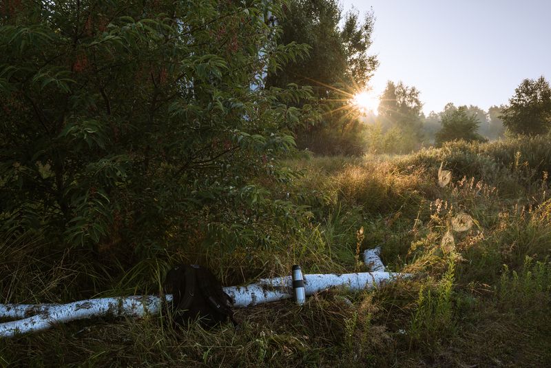 лето, луг, рассвет, собака, боксёр Встречая рассветphoto preview