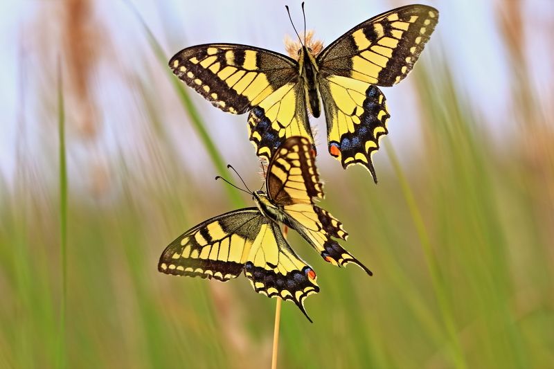 Дуэтphoto preview