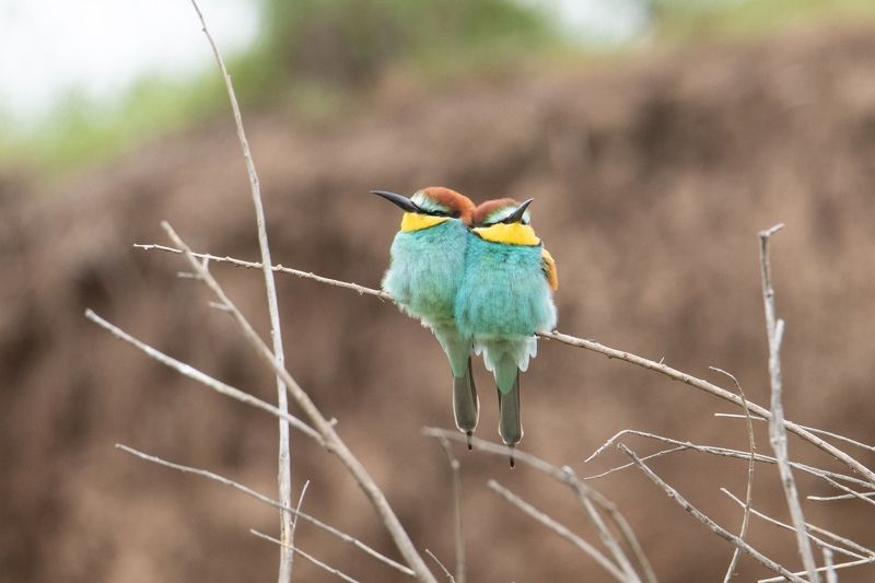 щурка, птицы, Семейная параphoto preview