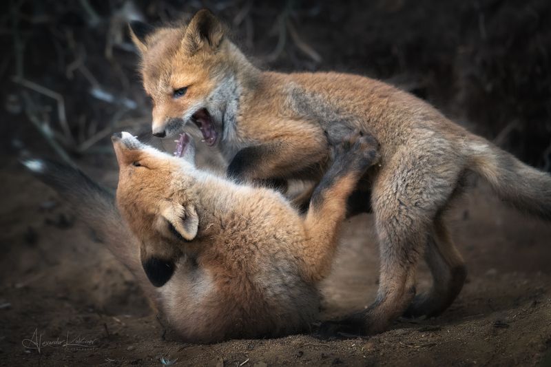 животные,лиса,лисята,лисёнок Про лисят...photo preview