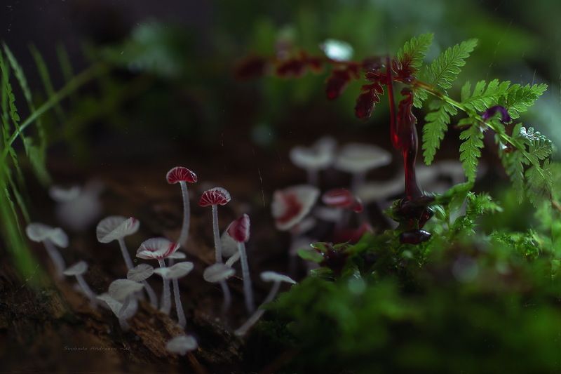 лесополоса 1990photo preview