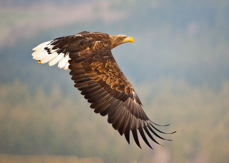 Sea Eaglephoto preview