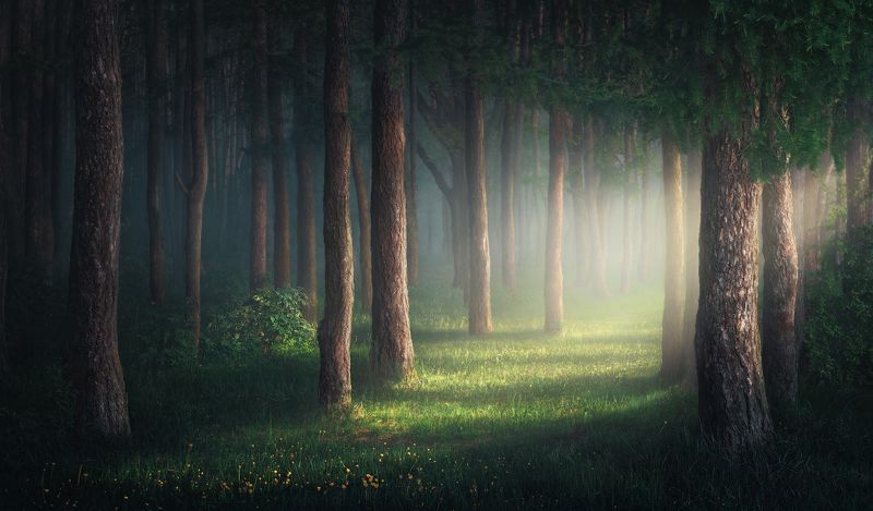 Утро в лесу photo preview