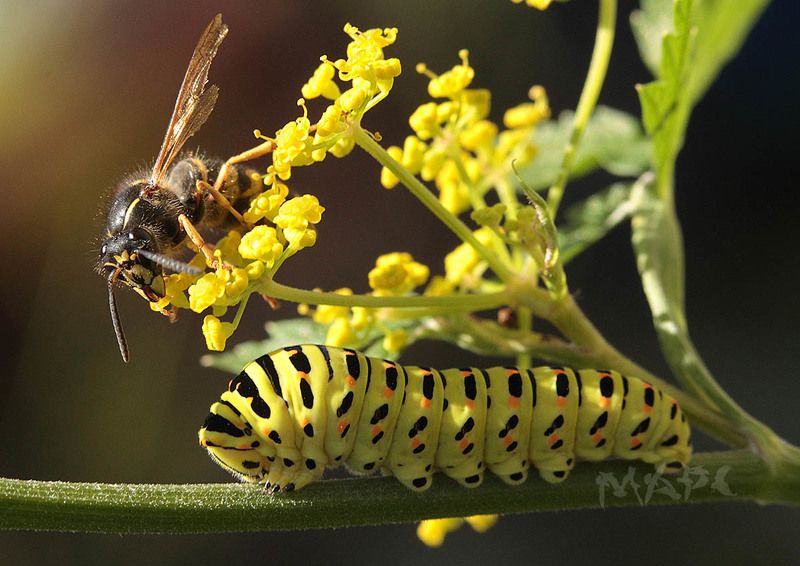 макро оса гусеница махаон насекомые лето Оса и будущий махаонphoto preview