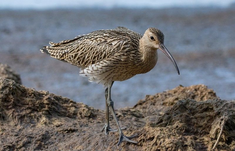 большой кроншнеп, numenius arquata Большой кроншнеп (Numenius arquata).photo preview