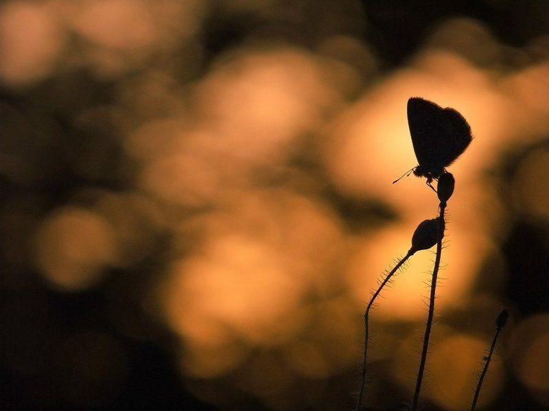 закат Там где прячется солнце(часть 2)photo preview