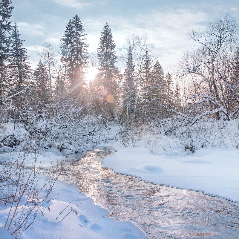 Елки, Зима, Сибирь, Томск Где-то под Томском, рядом с поселком Мирный и Заварзино.photo preview