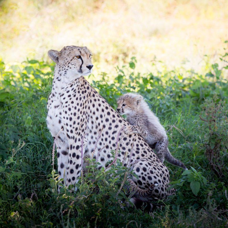 про джомолунгму...photo preview