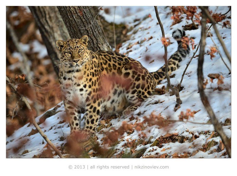 Хозяйка Кедровой Падиphoto preview