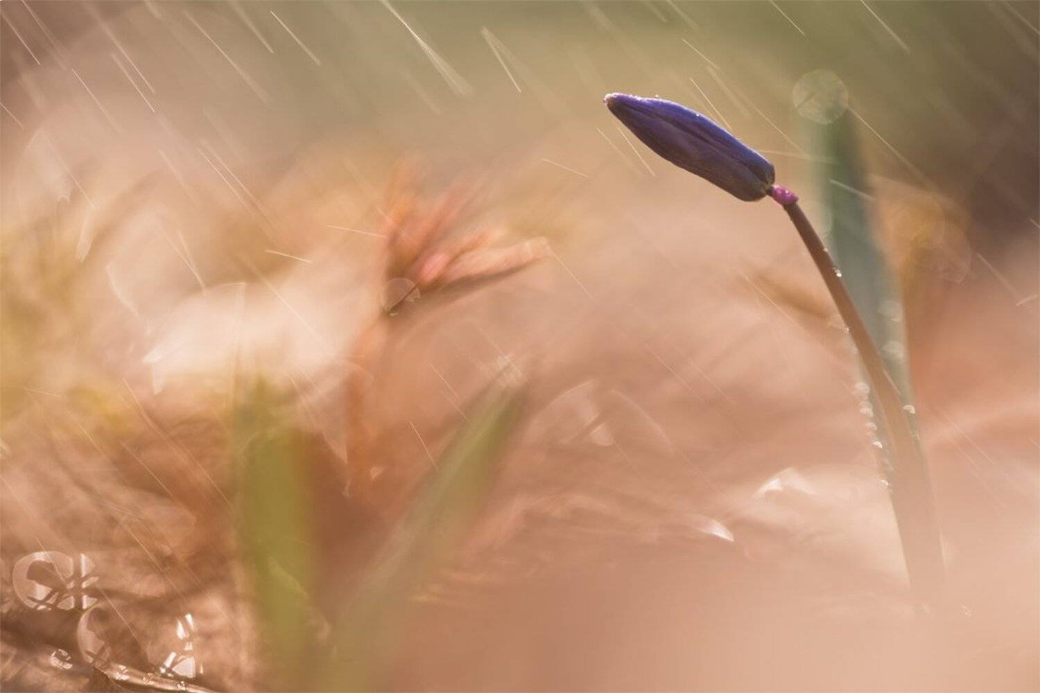 С утра шёл дождь.... Автор: Геннадий Мещеряков , Геннадий Мещеряков