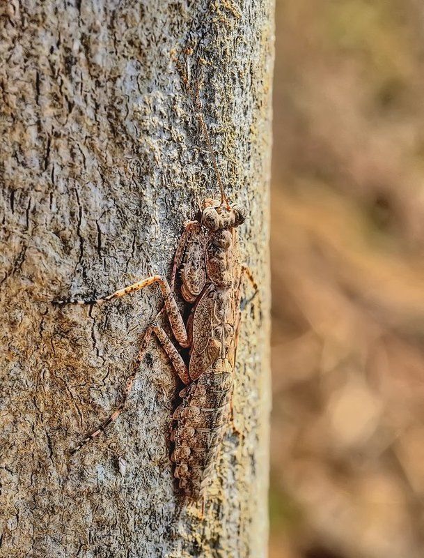 Богомол, Лаос ***photo preview