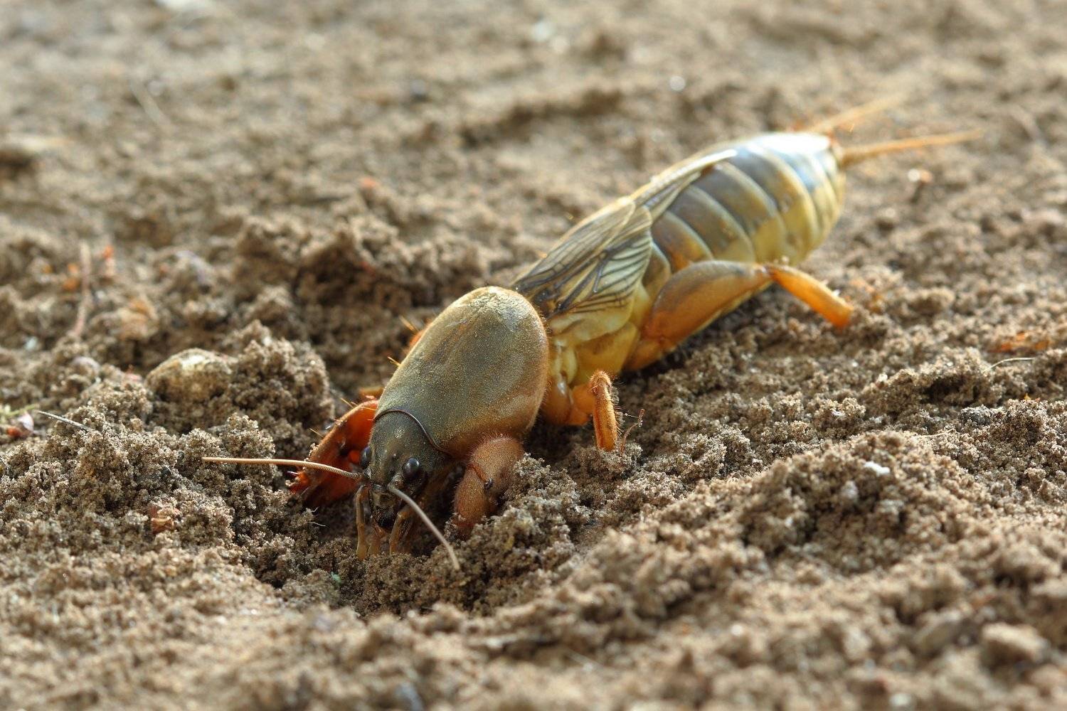 Gryllotalpa, Капустянка, Медведка, Sergii Markov