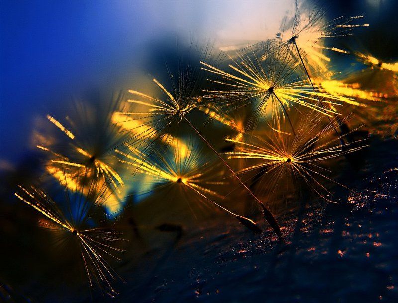 wake,macro,nature,sony Magnetic Foil II ARphoto preview