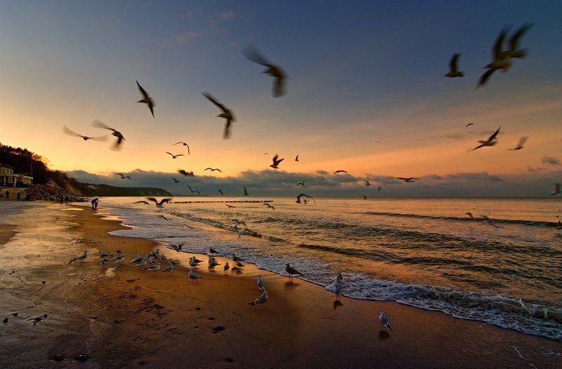 Голодные чайки фото превью