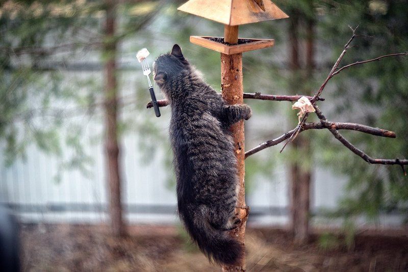 Где обедал котофей!?photo preview