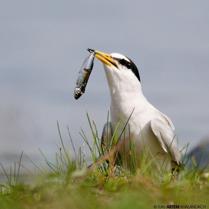 Беларусь, Малая крачка, Полесье Улов крачкиphoto preview