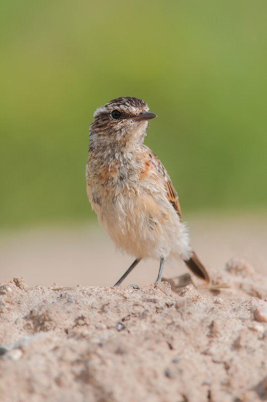 Первый парень ... в поле.photo preview