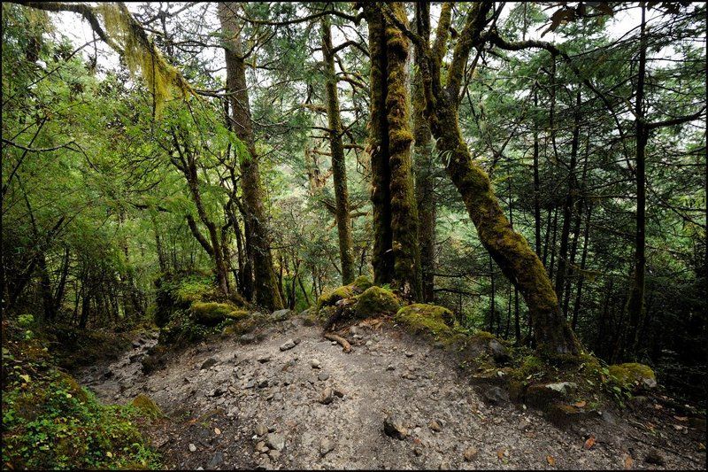 Лесная тропинкаphoto preview