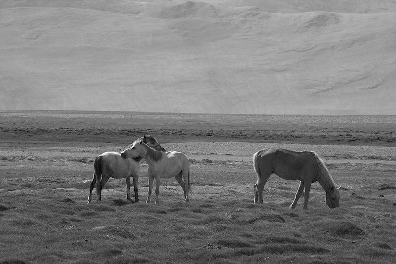 Лошади Тибетские лошадкиphoto preview