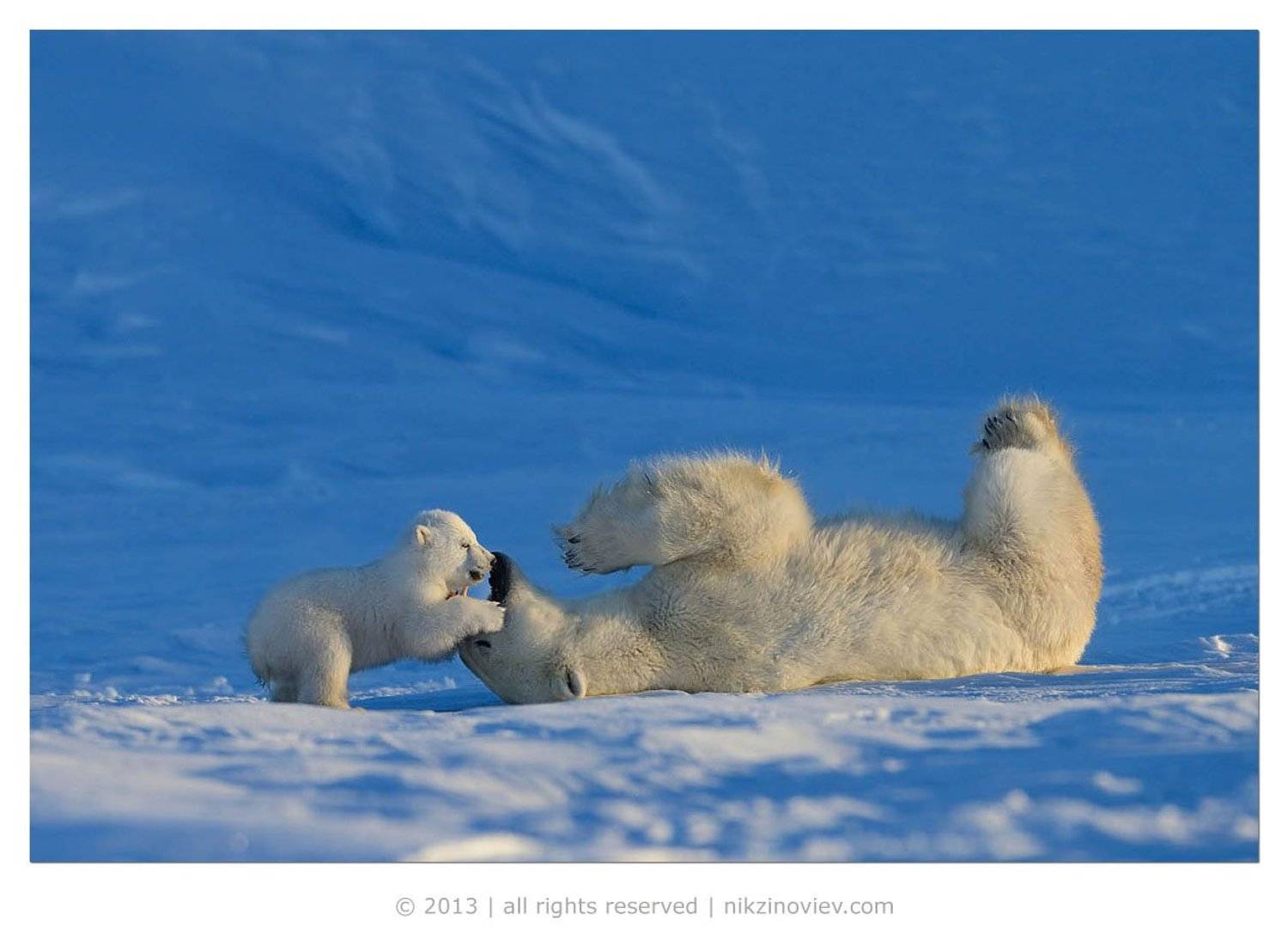 , Николай Зиновьев