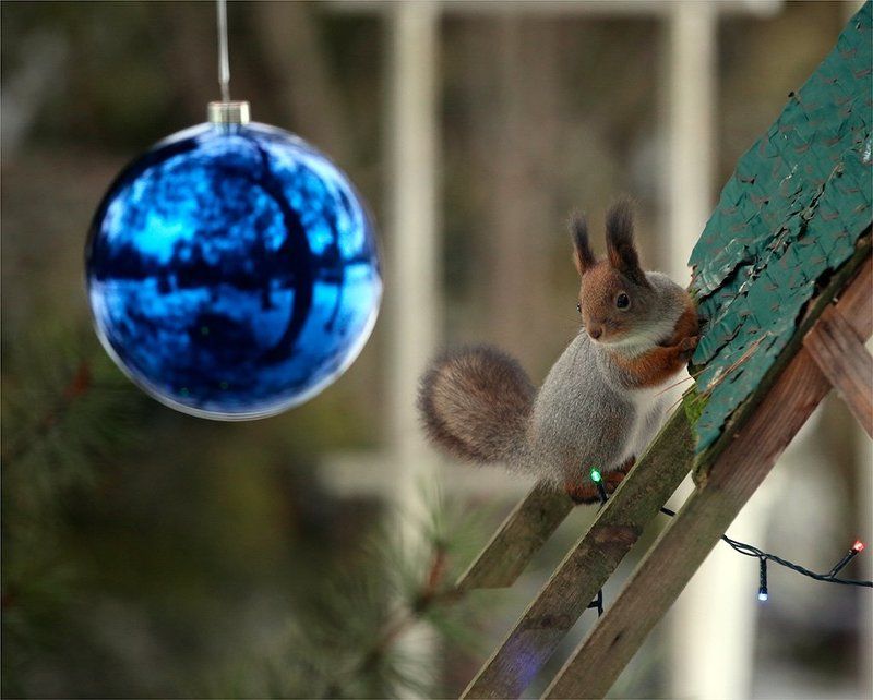 В ожидании праздника! или куда же ты,мерзкий фотограф,мои праздничные орехи заныкал...photo preview
