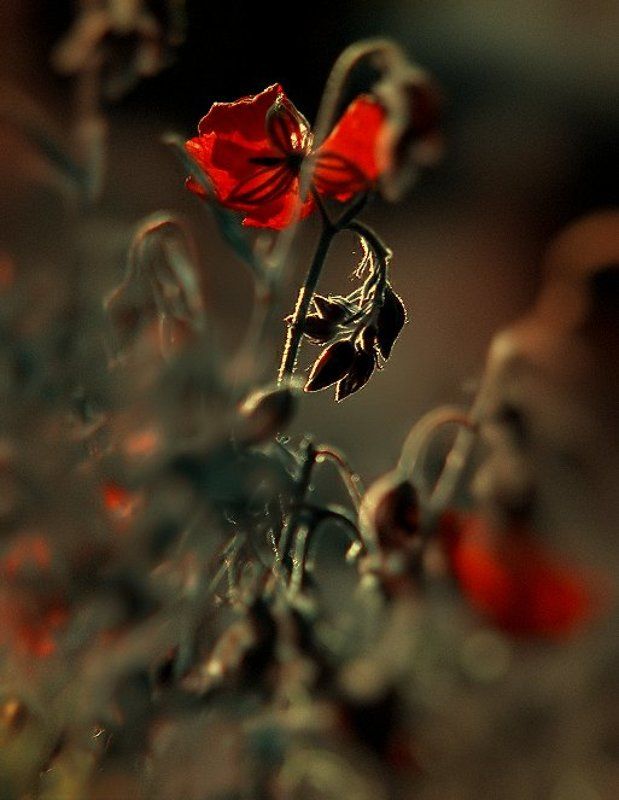 свет 3photo preview