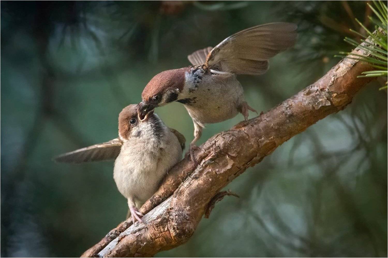О заботе. Автор: ket , ket