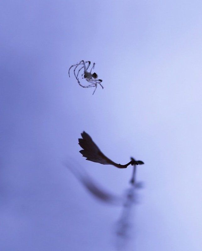 И пауки летать умеютphoto preview