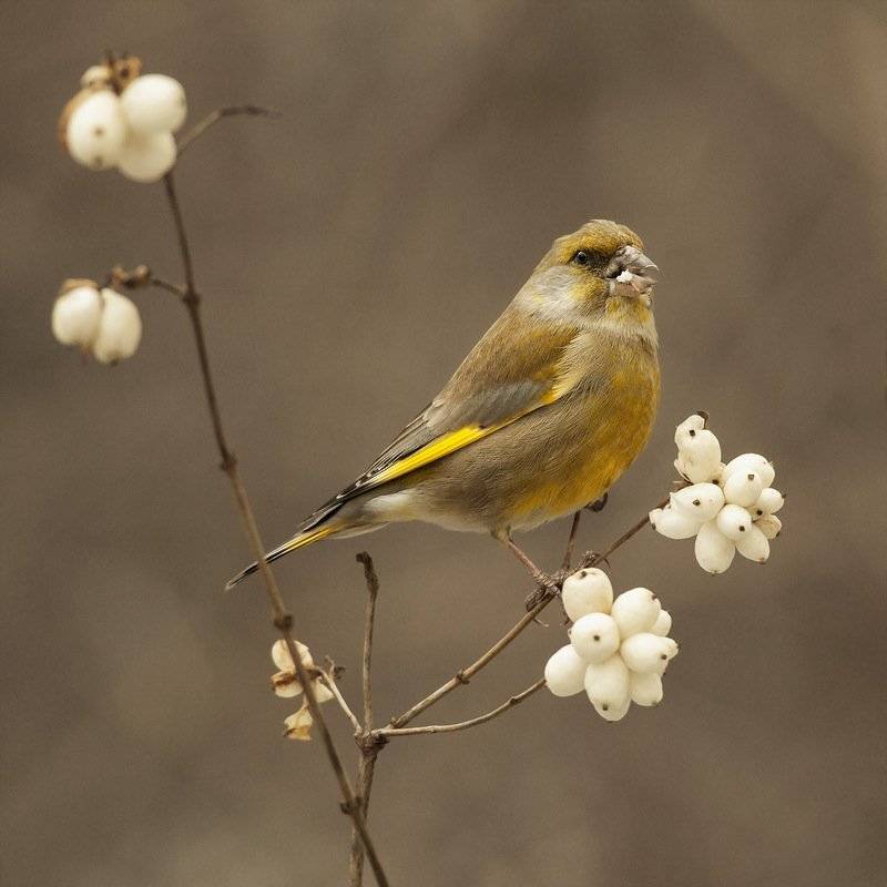 Автор: Валерий Субачев , Валерий Субачев