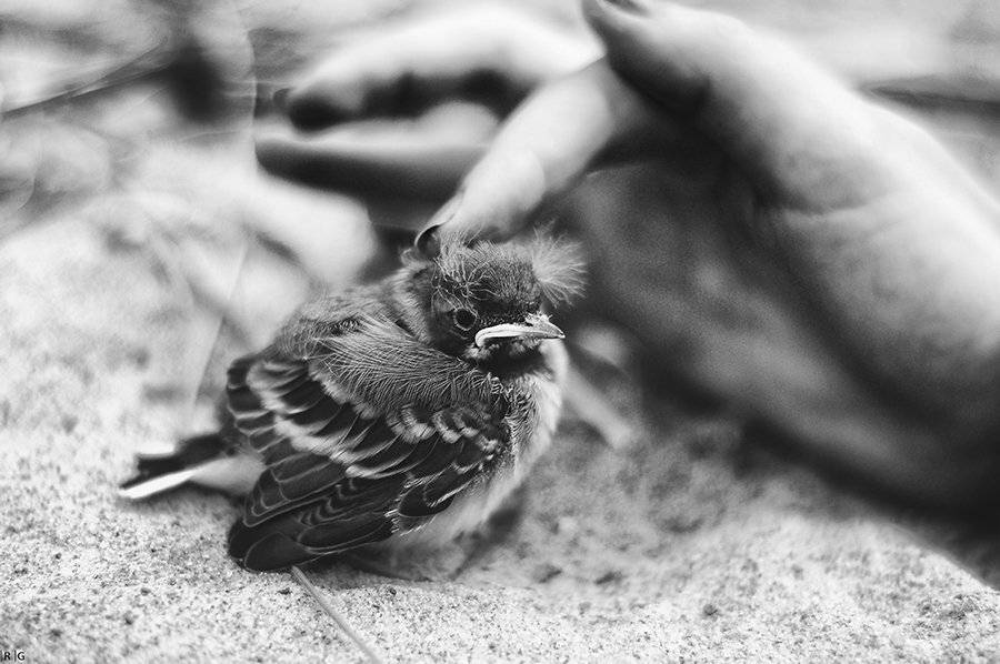 , Рустем Галямов