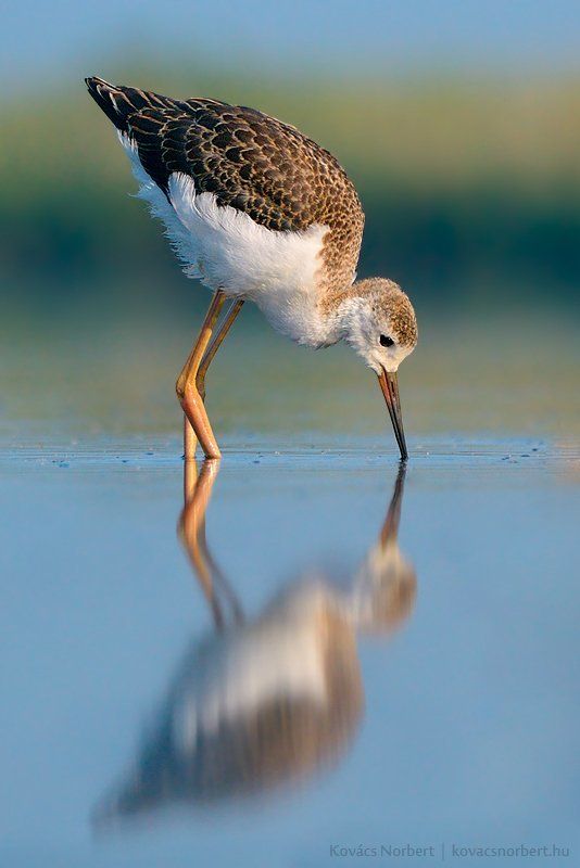Black-winged Stiltphoto preview