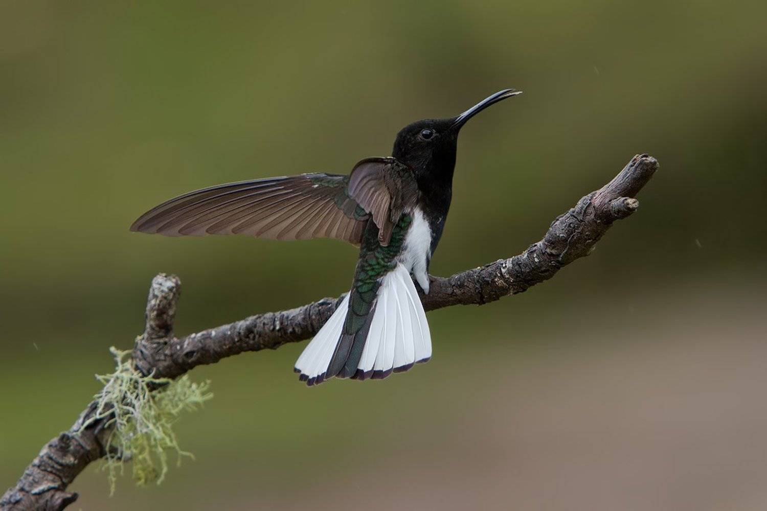 Черно-белое настроение. Автор: Елена Давыдова , Елена Давыдова