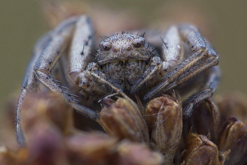 Жуки пауки...photo preview