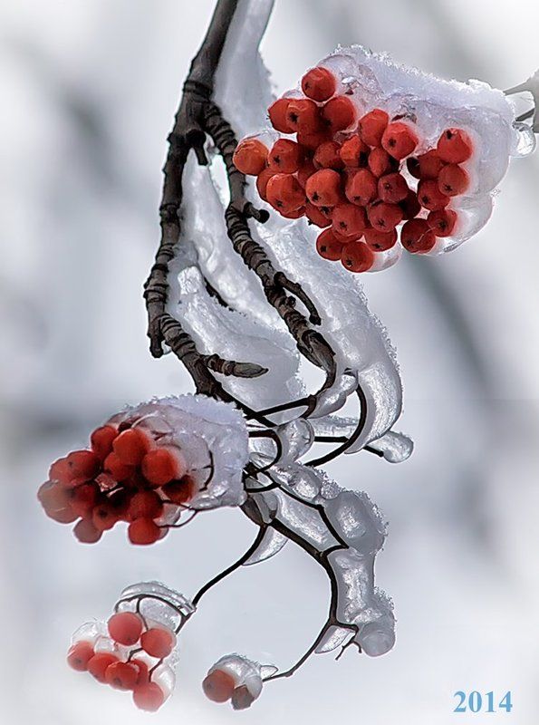 С Новым Годом, дорогие друзья !photo preview