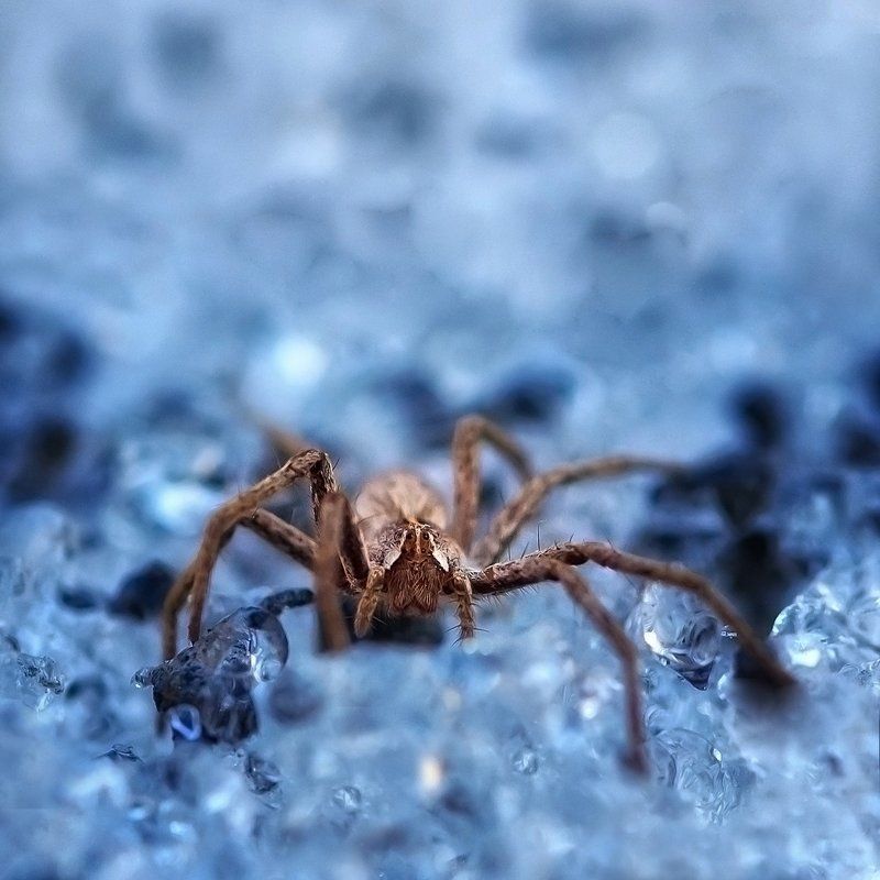 Зимний паукан Лаврентийphoto preview