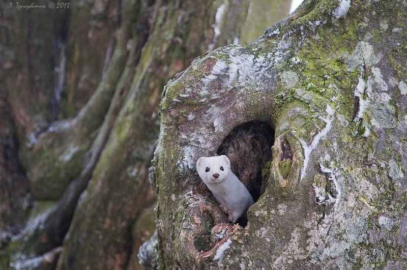 Дупло, Ласка Кто там?photo preview