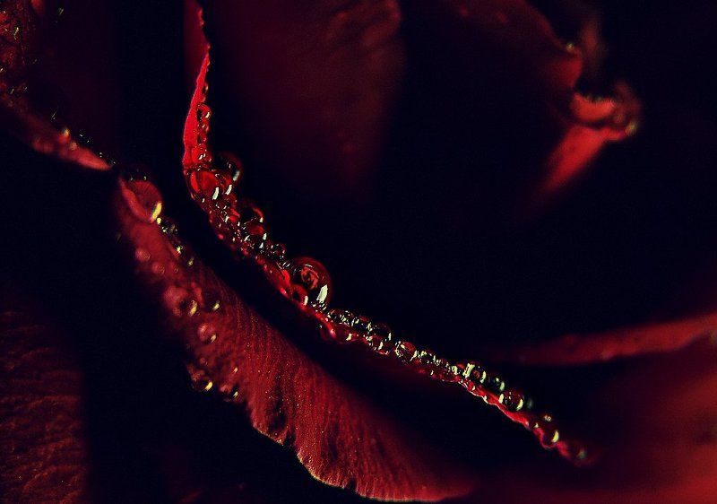 wake,rose,macro,pov,zeiss,sony, A Rose Impressionphoto preview