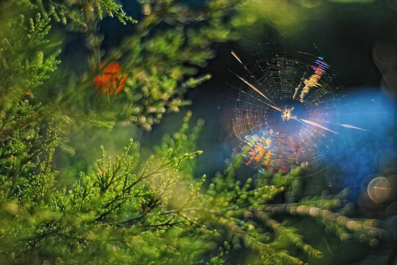 О маленьком пауке и дифракции света. Автор: Марина Остапенко , Марина Остапенко