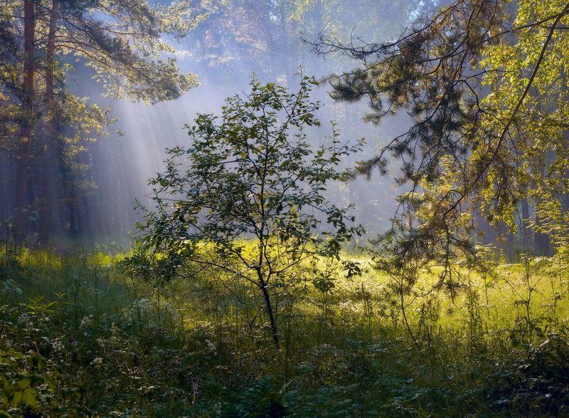 И свет пролилсяphoto preview
