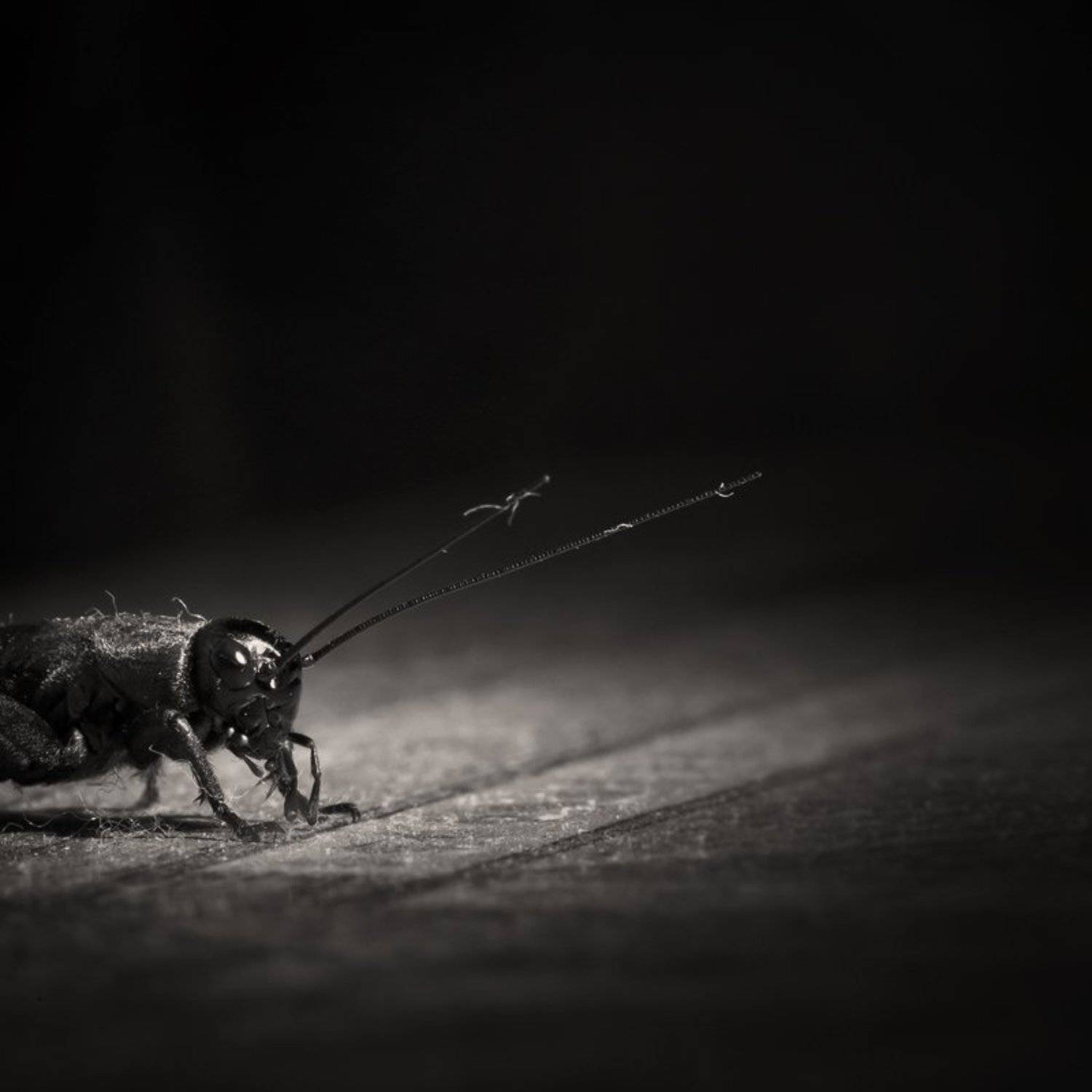 Застенчивый домашний любимец. Автор: Ратушнова-Осинцева Арина арина и валентин, макро, сверчок, Ратушнова-Осинцева Арина