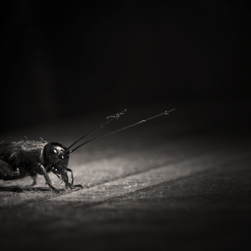 арина и валентин, макро, сверчок Застенчивый домашний любимецphoto preview